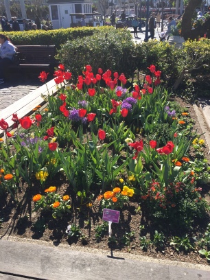 Bright tulips! In San Fran